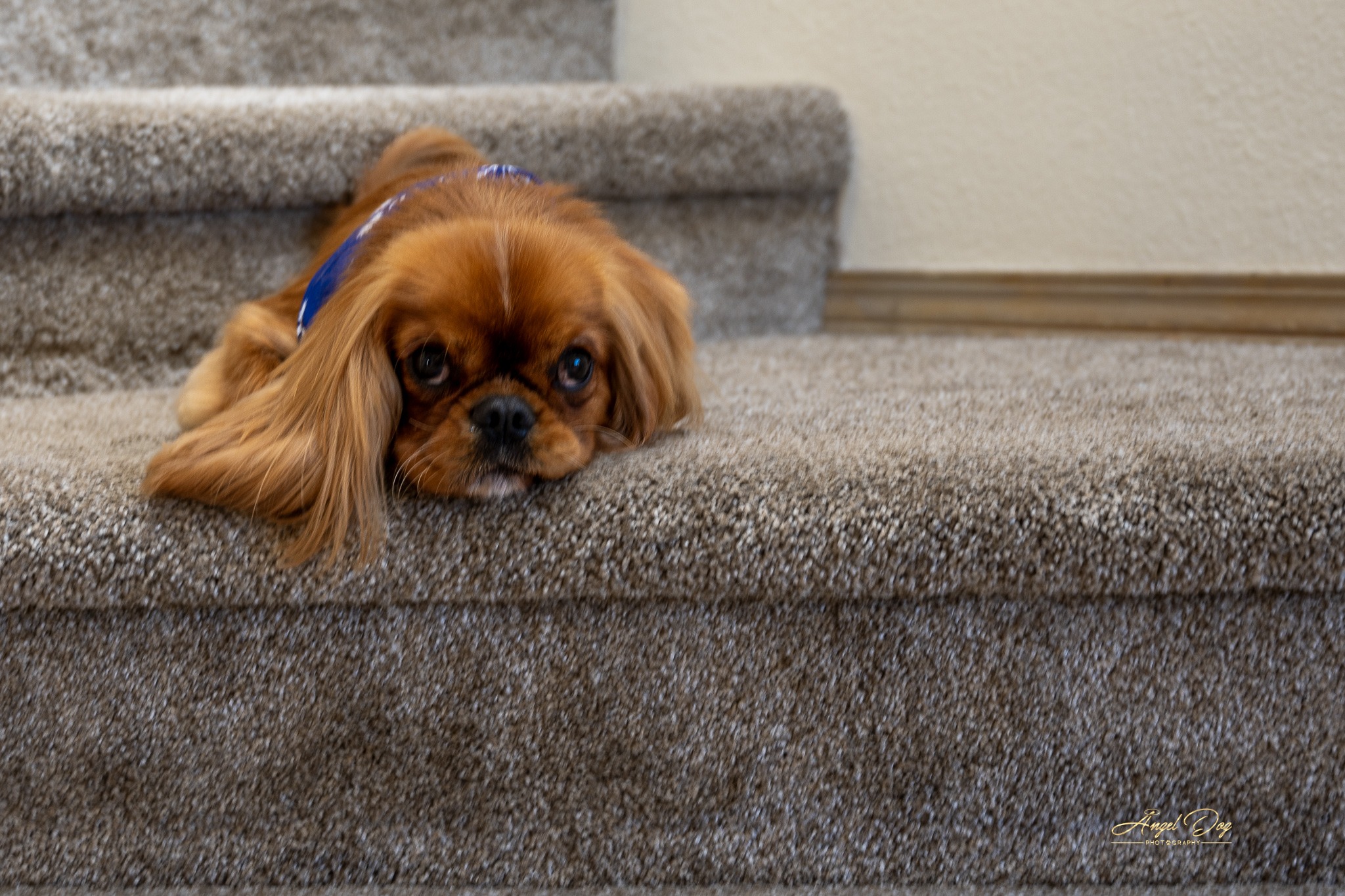 Irish Setter leaning into his person. He is getting a hug.