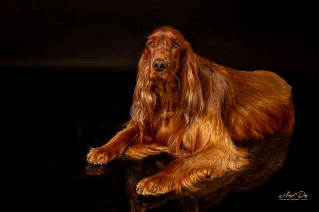 Irish Setter laying down..