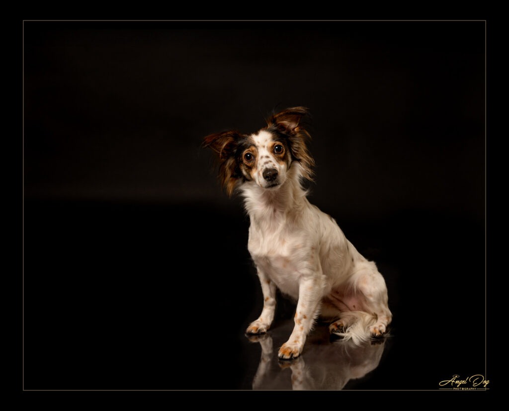 Terrier in portrait session