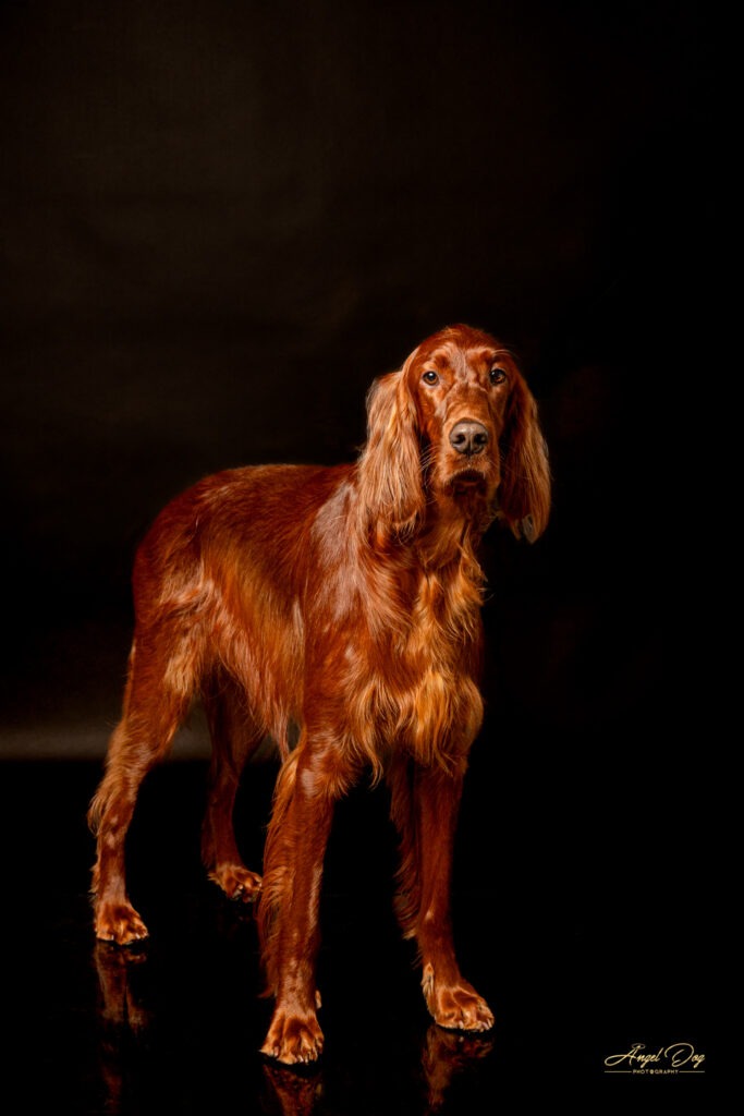 Beautiful Irish Setter standing proudly