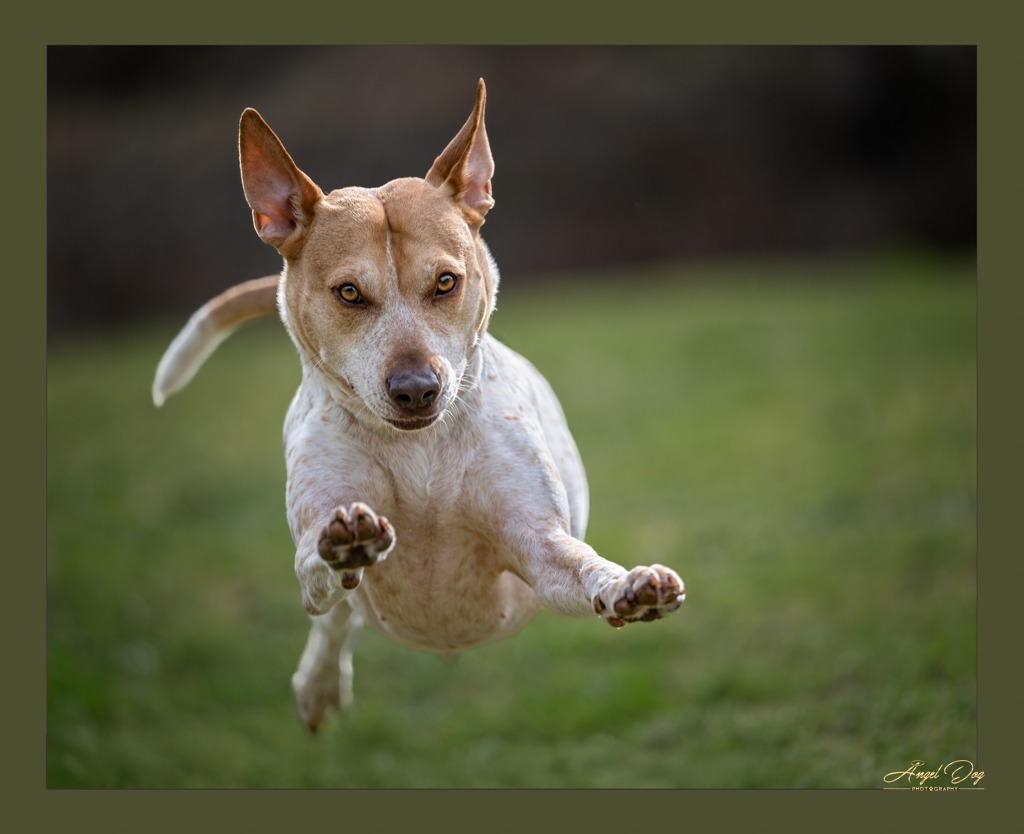 Red Heeler dog running wildly