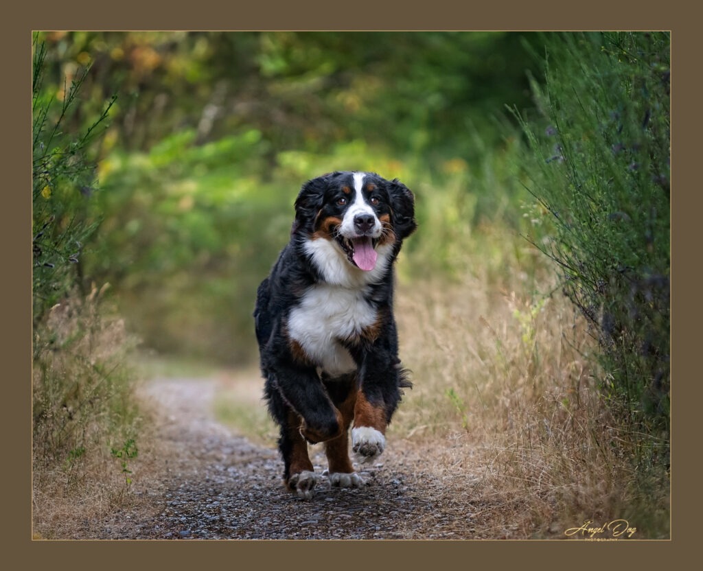 Burmese Mountain Dog racing along trail