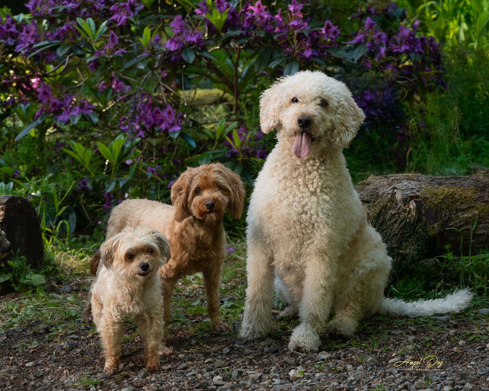 Dachshund between owner's feet