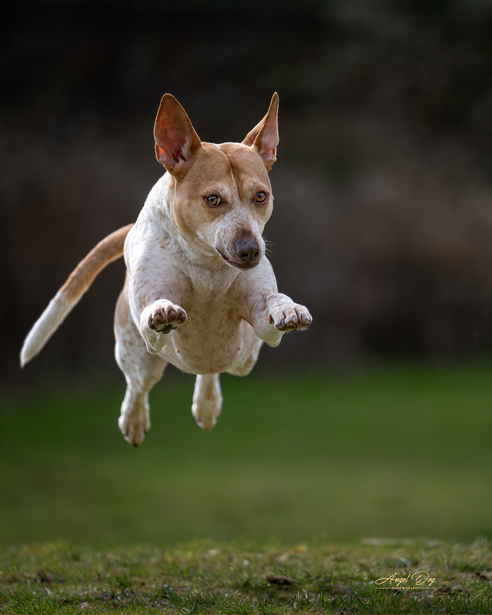Dog leaping through the air with paws out in front