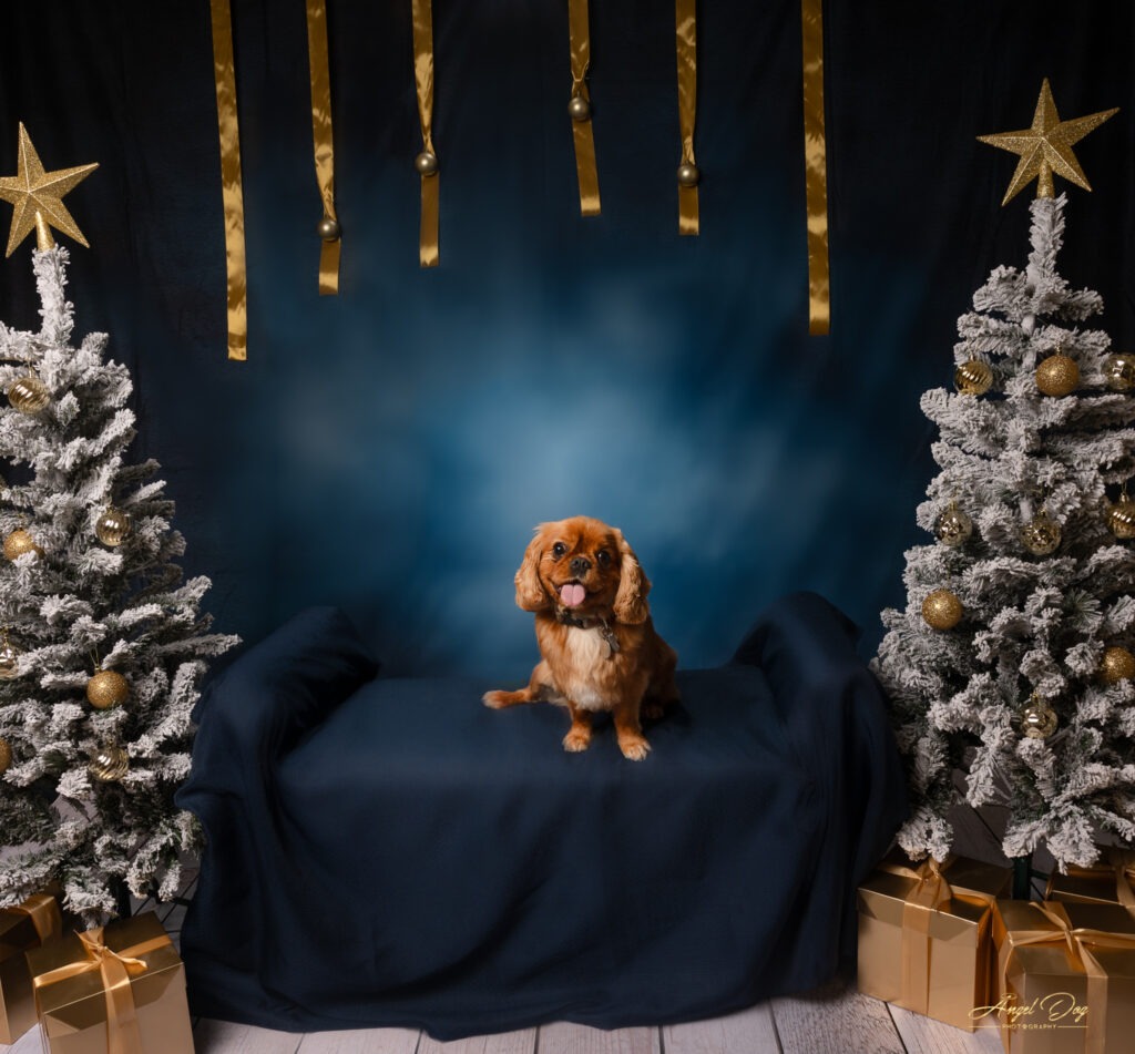Photo of dog on a Christmas background.