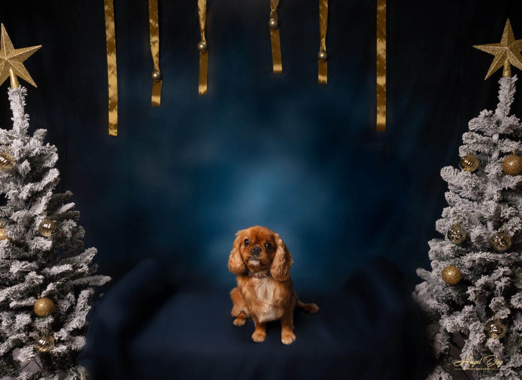 Photo of dog on a Christmas background.