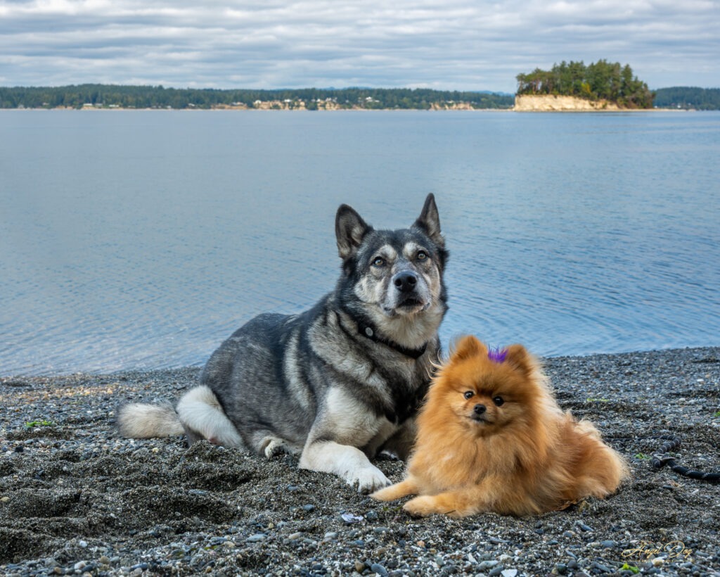Pomeranian and Husky dogs on a rocky beach with Deadman's Island in background