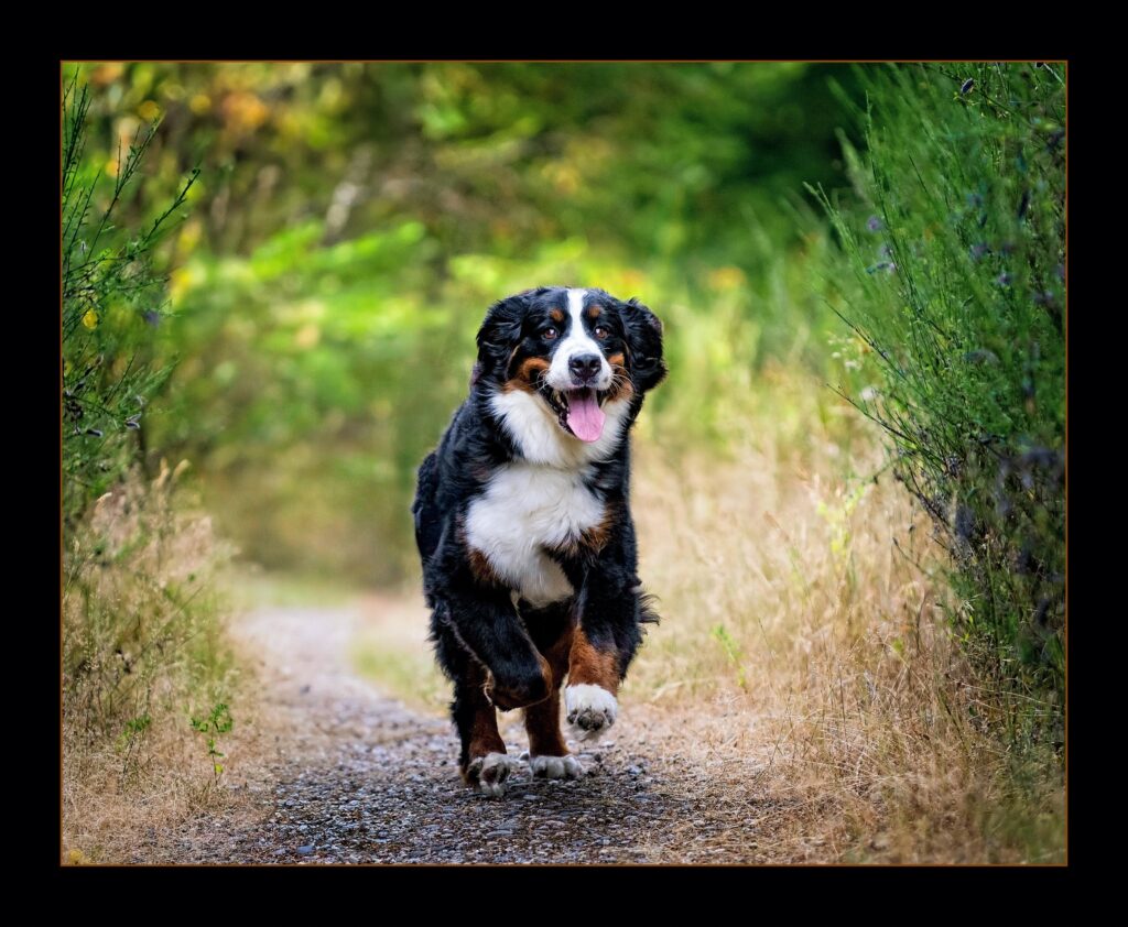 Golden Retriever sitting on beach