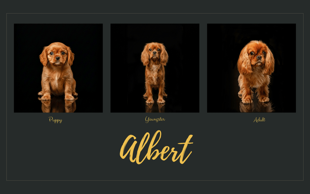 Announcing See Them Grow Sessions!