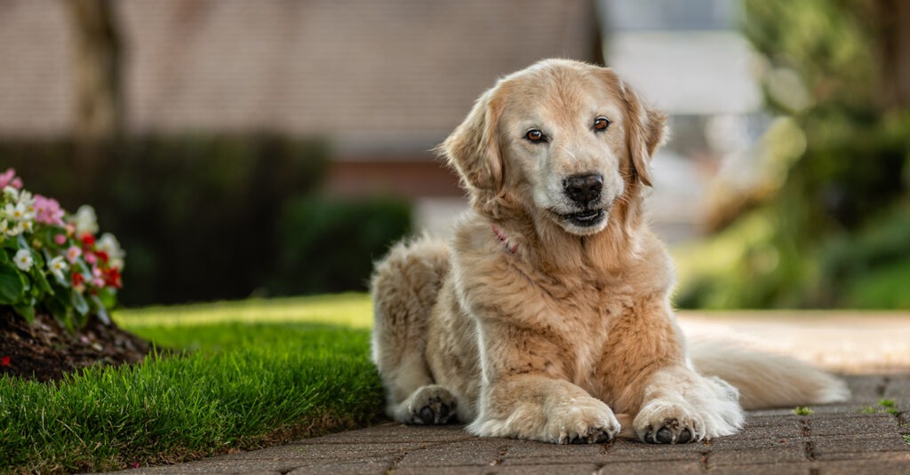 Golden Retriever in downtown Gig Harbor