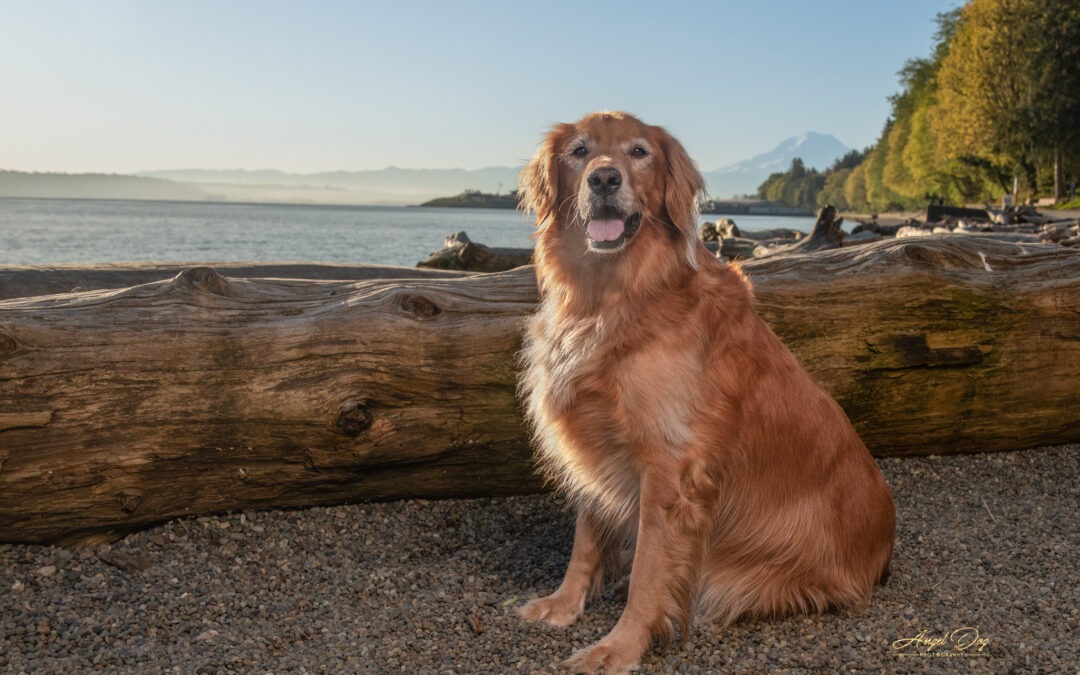Capturing Lasting Memories: The Healing Power of End-of-Life Pet Photography