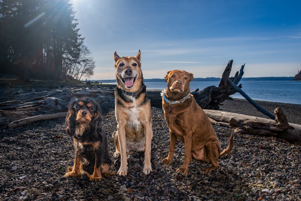 3 family dogs at Bella Bella Beach in Fox Island
