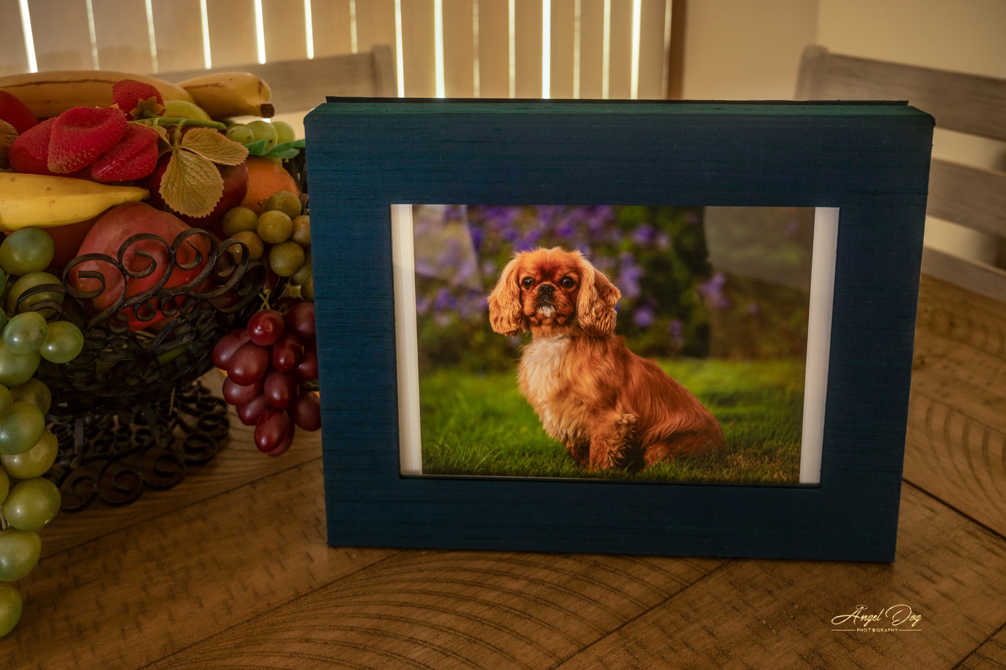 Window box that contains photos of dogs.
