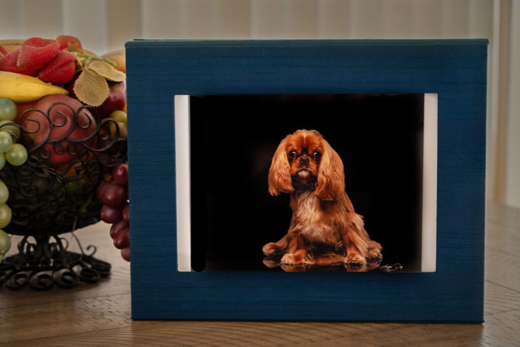 Window box on table with photo of adolescent Cavailier King Charles Spaniel